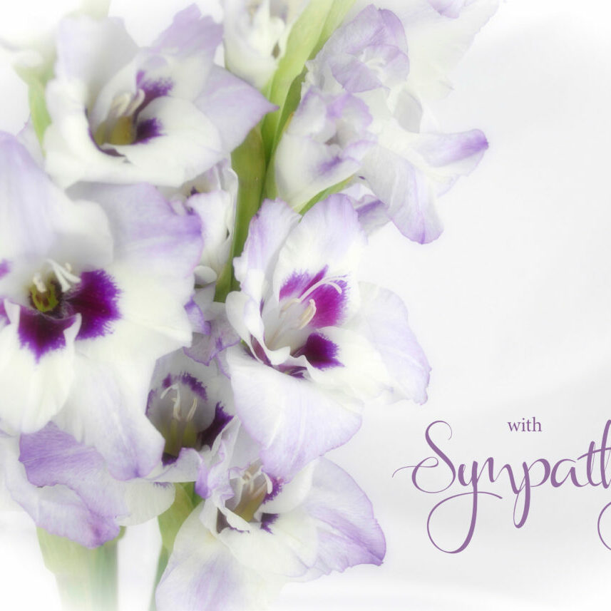 White,And,Purple,Gladiola,Flower,Isolated,On,White,Background,With