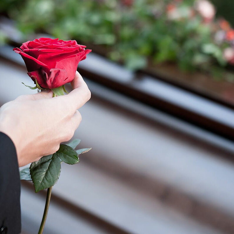 funeral-rose